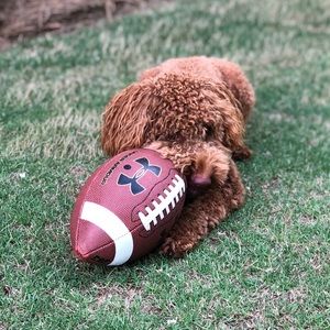 Meet your Posher, Ella